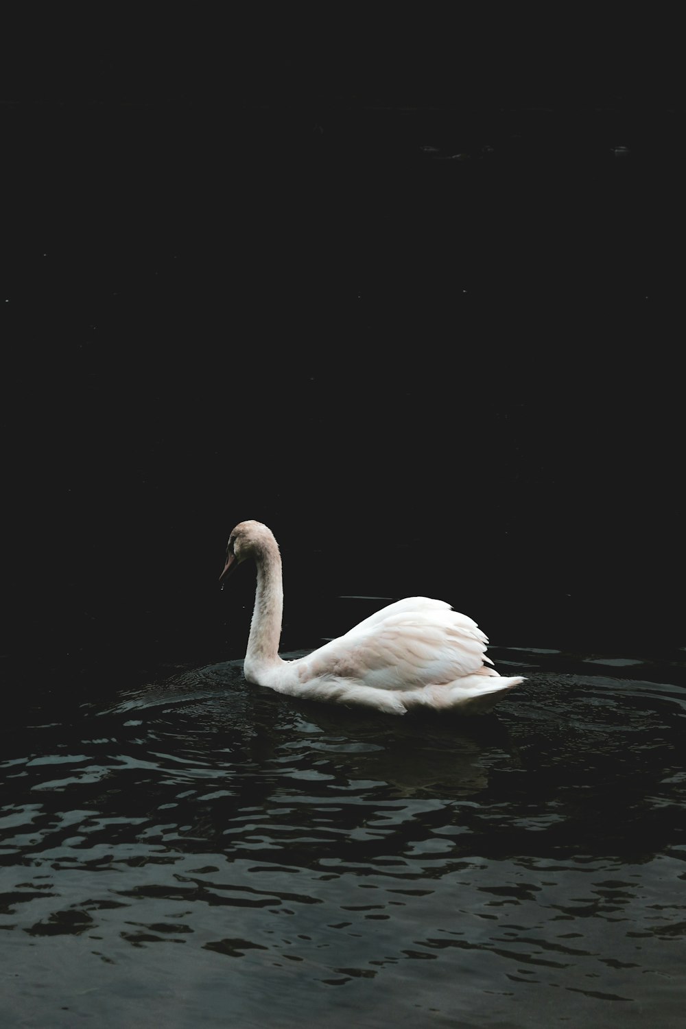 a white swan floating on top of a body of water