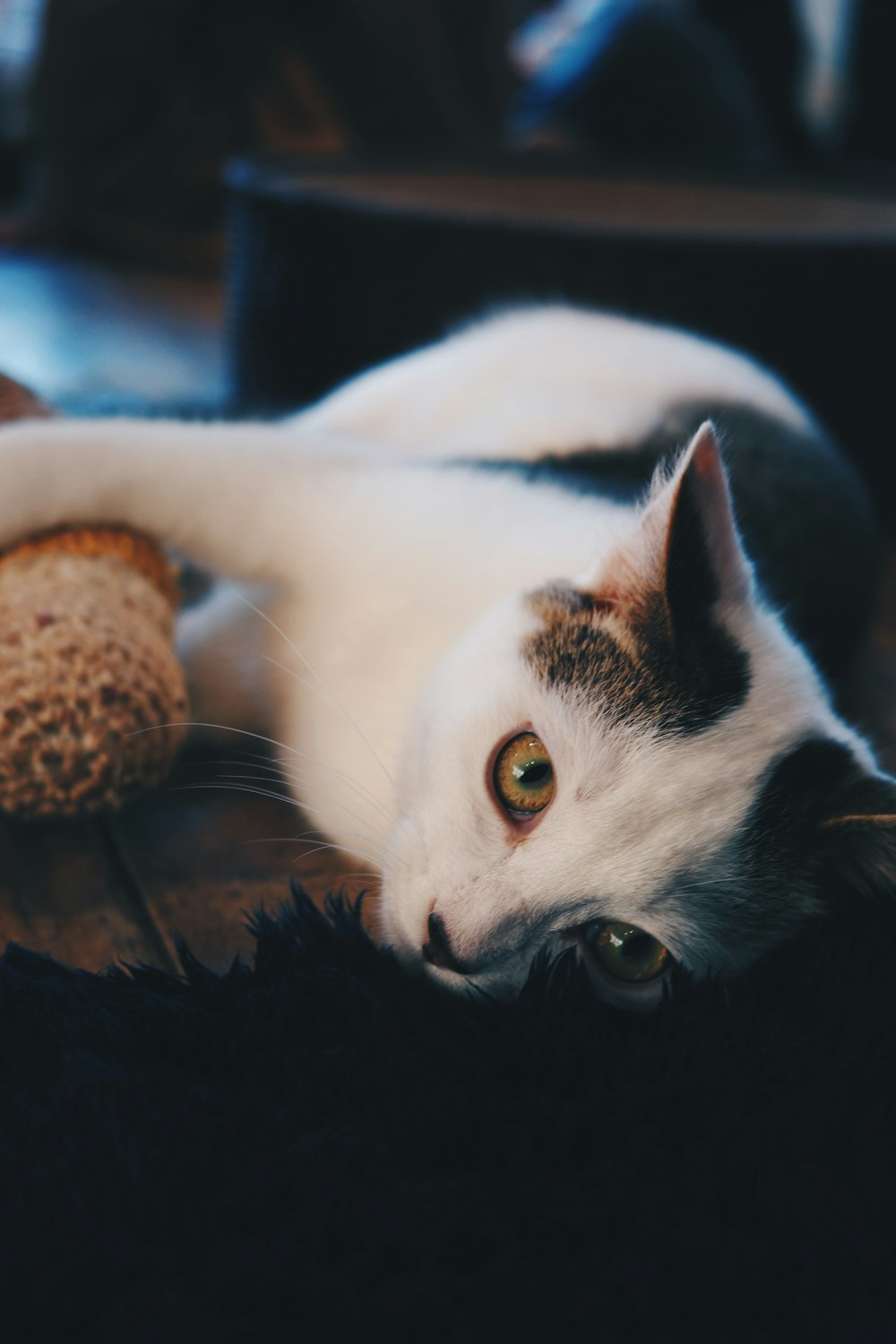 a black and white cat laying next to a teddy bear