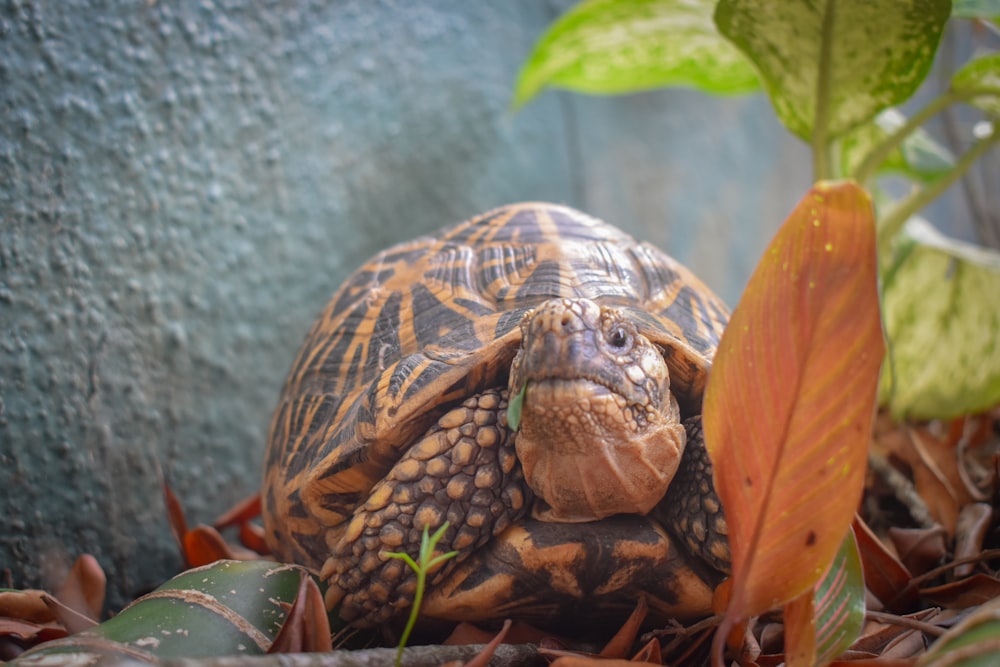 a tortoise is standing in the grass next to a plant