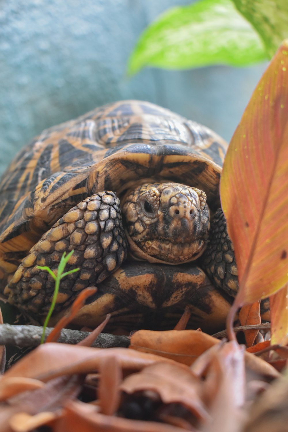 a close up of a turtle on the ground