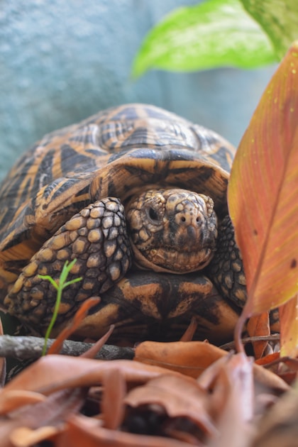 Terrarium einrichten schritt fuer schritt — practical guide overview