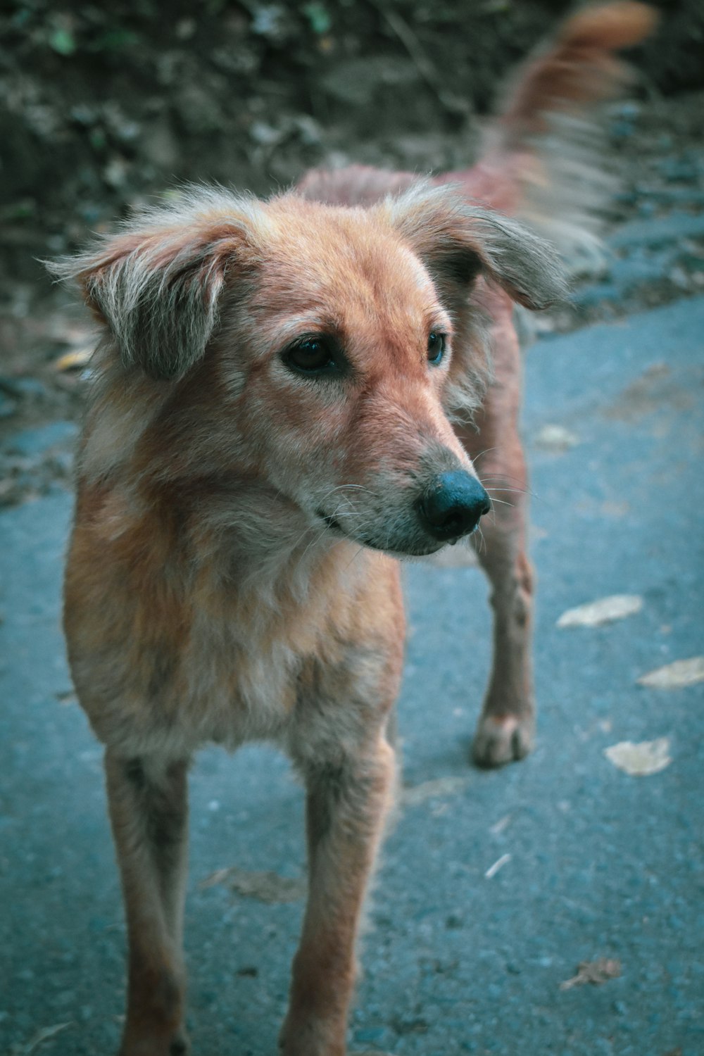 a brown dog standing on top of a sidewalk