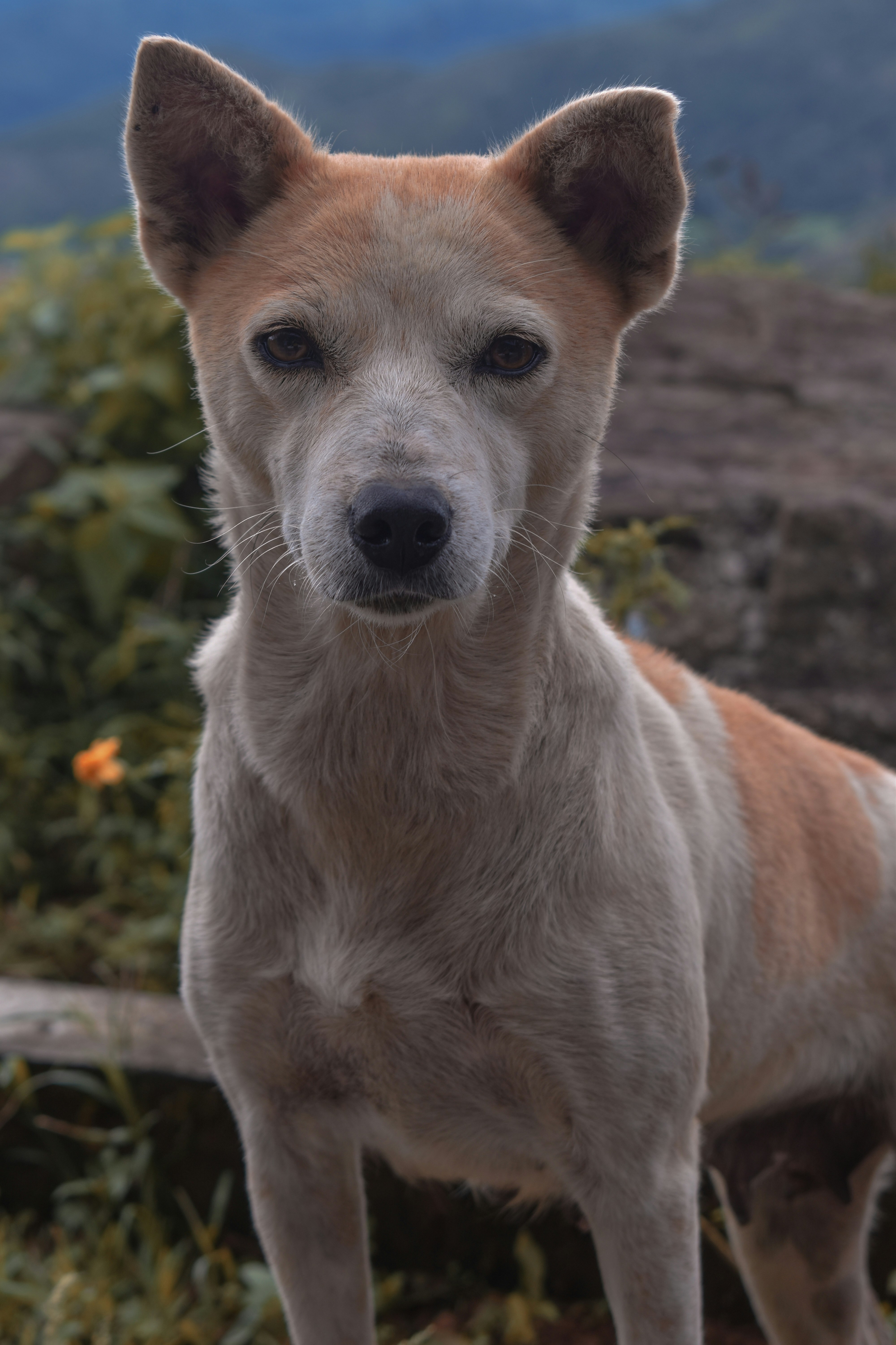 a brown and white dog standing on top of a lush green field