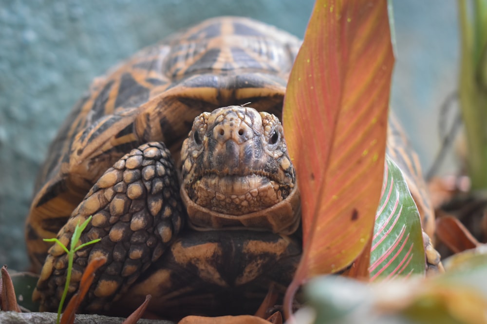 a close up of a tortoise on the ground