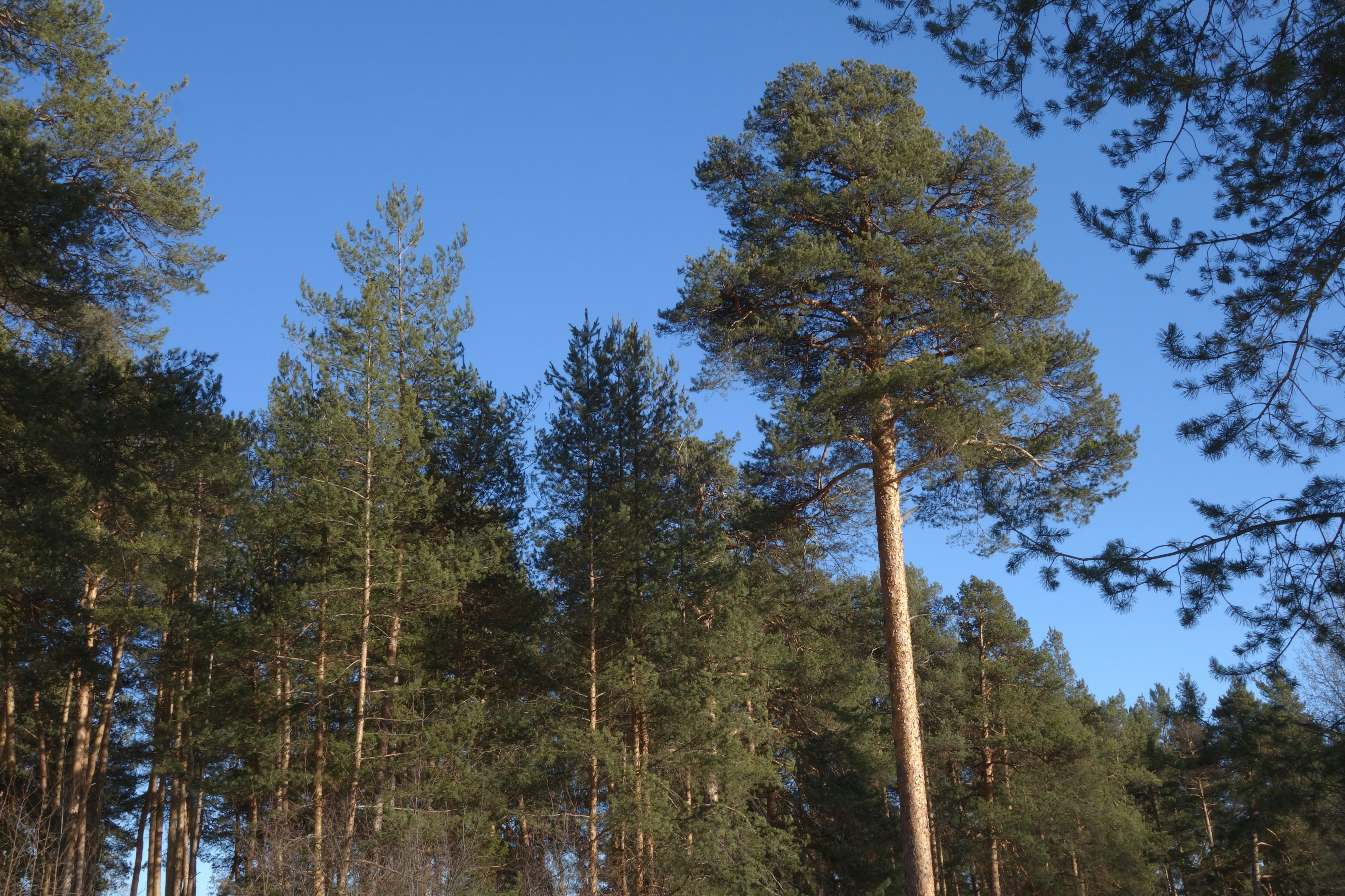a forest filled with lots of tall pine trees