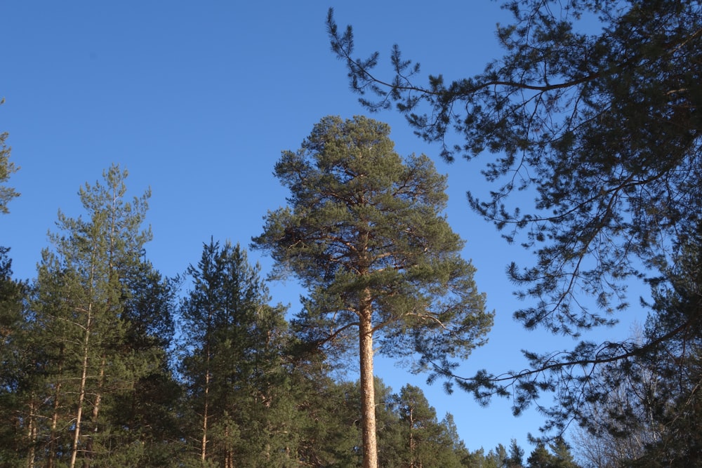 a group of tall pine trees in a forest