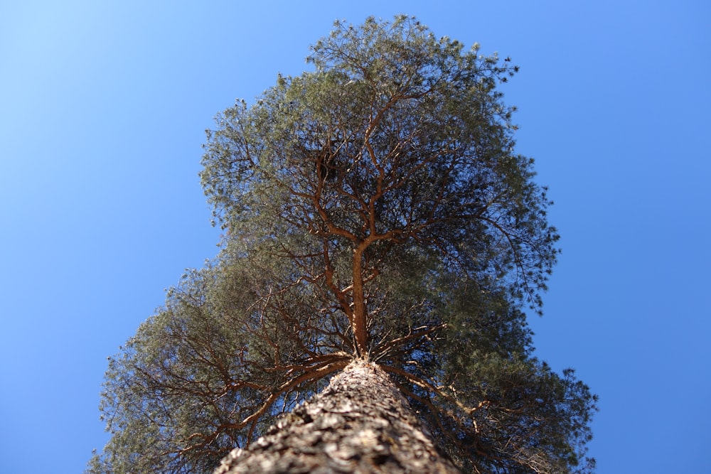 the top of a tall tree against a blue sky