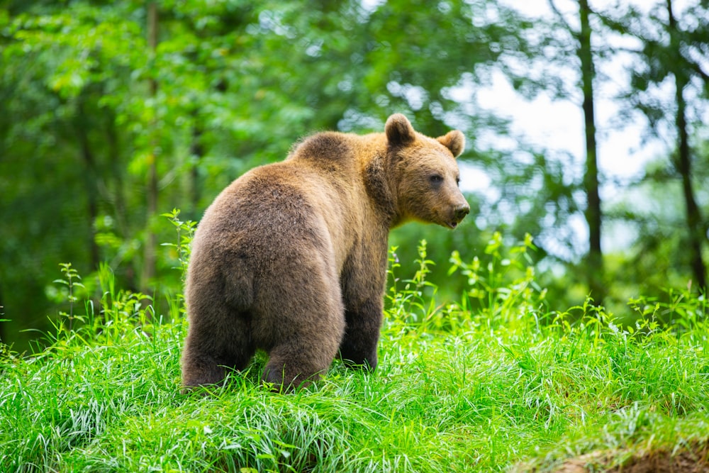 a brown bear standing on top of a lush green field