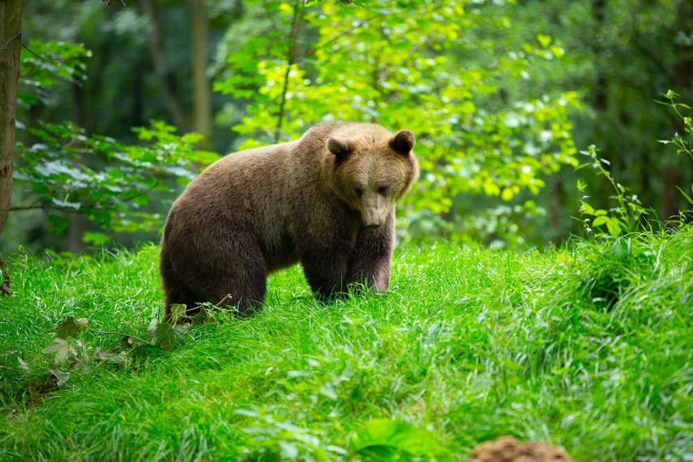 a brown bear walking through a lush green forest