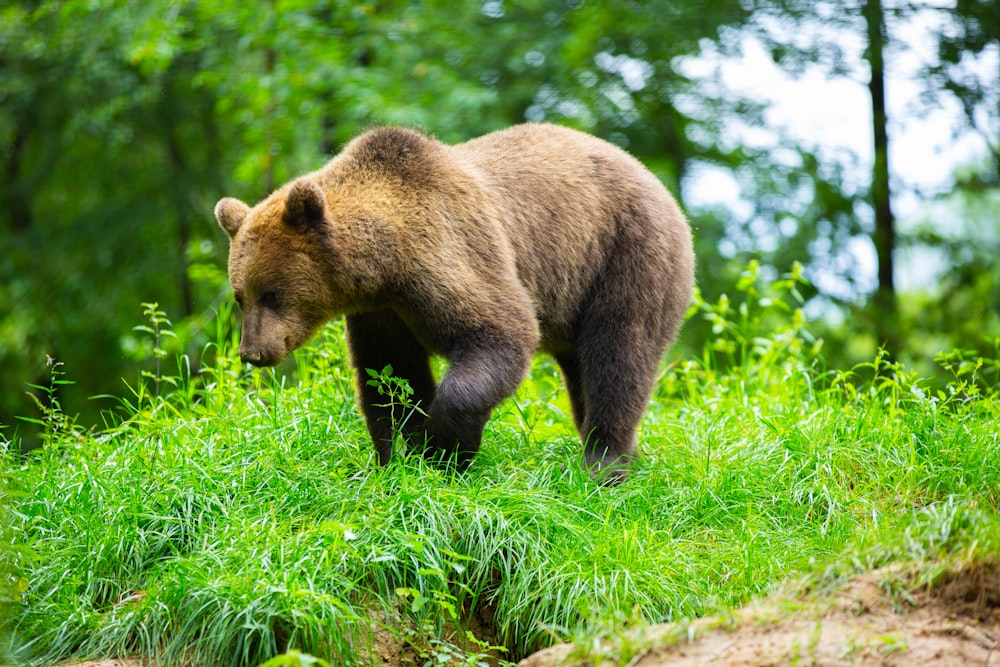 a brown bear walking across a lush green forest