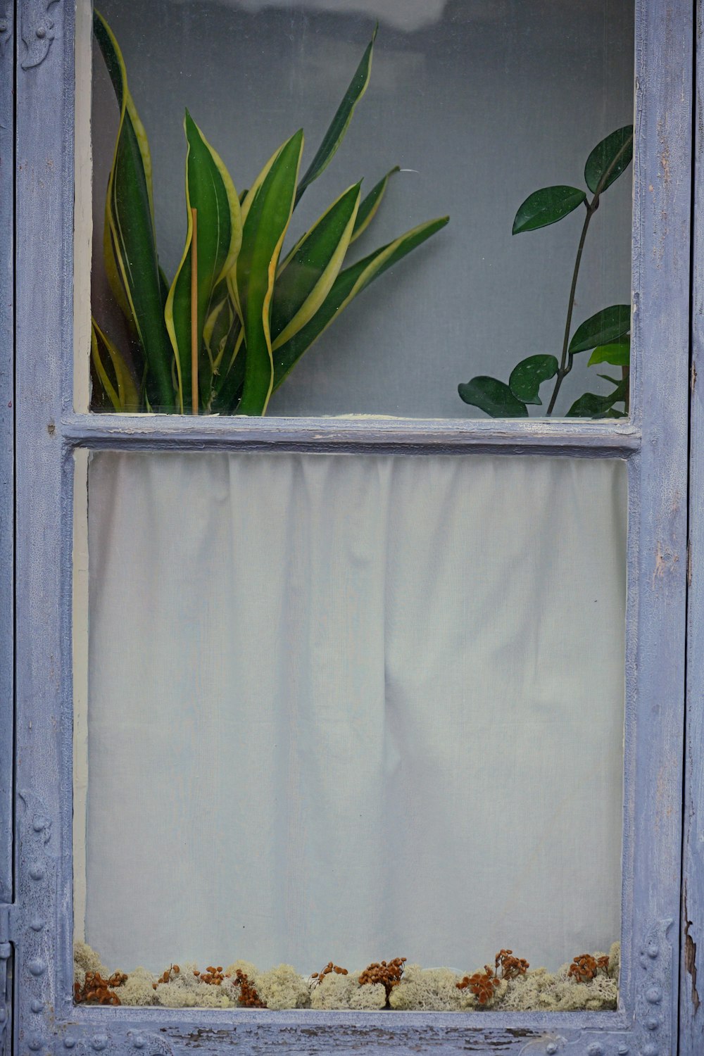 a plant in a window sill with a white curtain