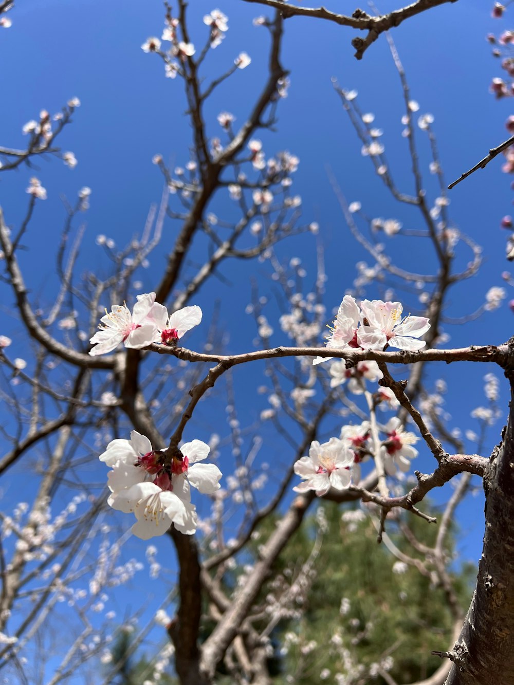 a tree with white flowers and a blue sky in the background