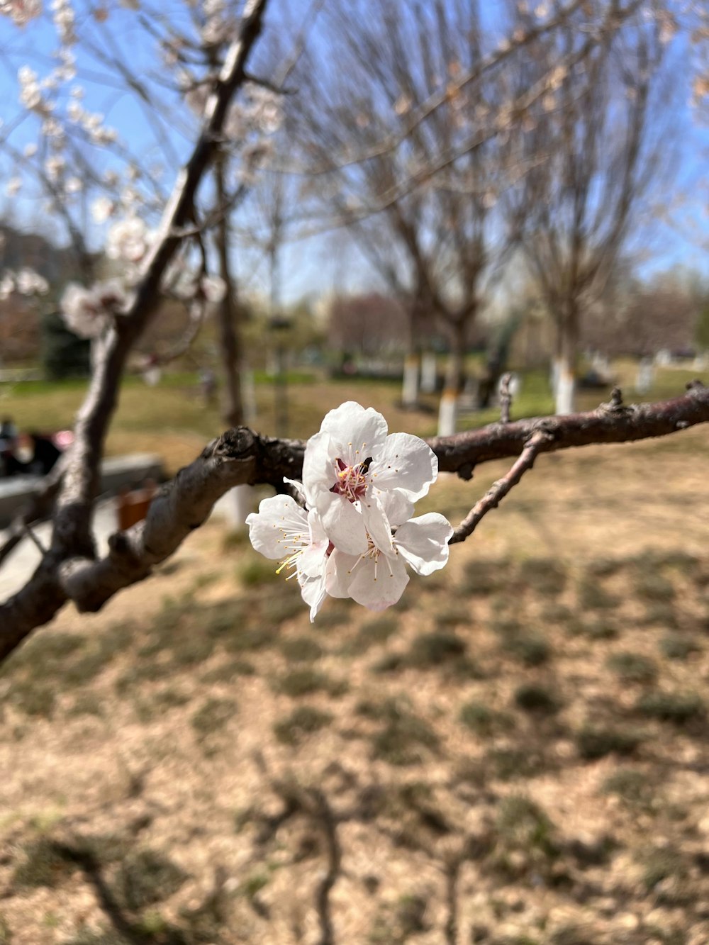 a white flower on a tree branch in a park