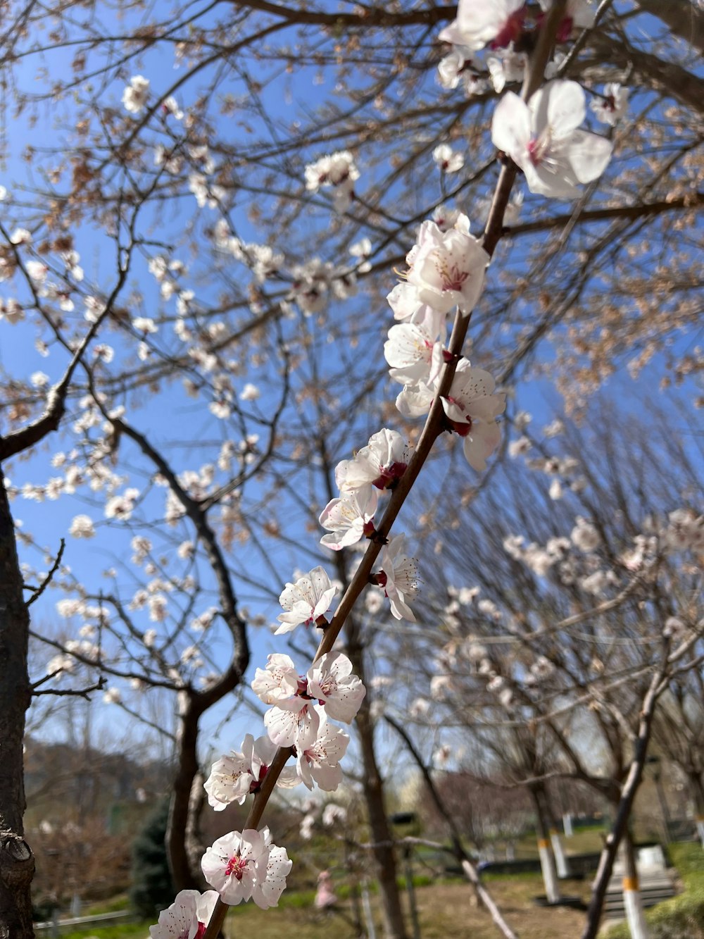 a tree with white flowers in a park