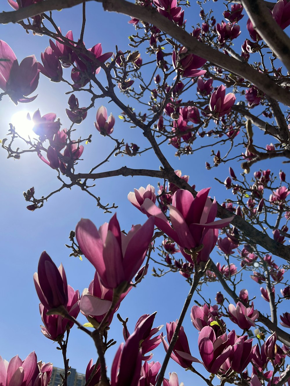 the sun shines through the branches of a flowering tree