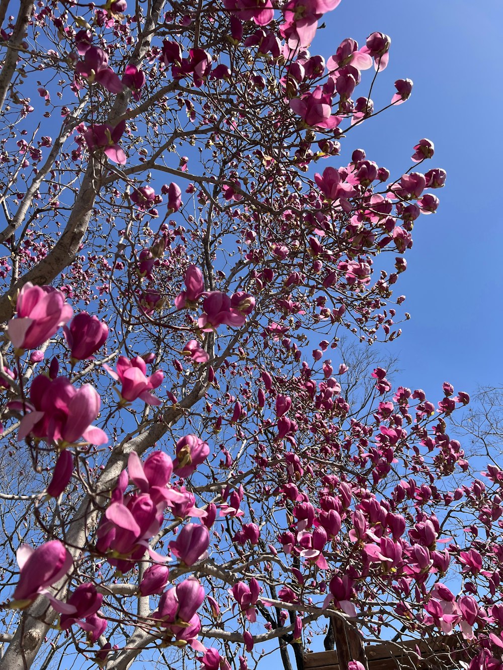 a tree with pink flowers and a blue sky in the background