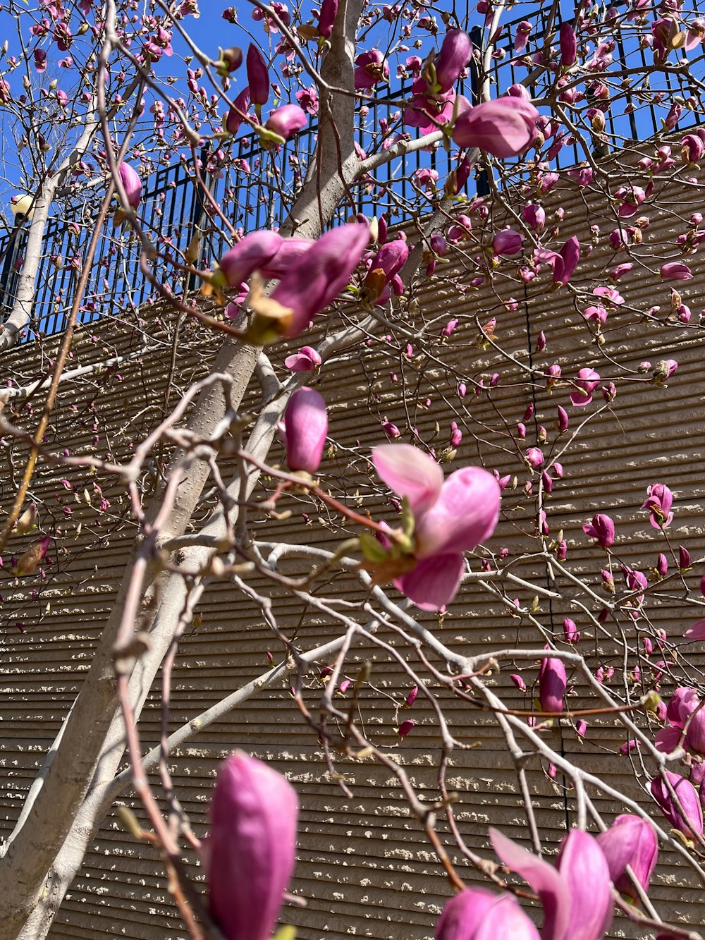 a tree with purple flowers in front of a fence