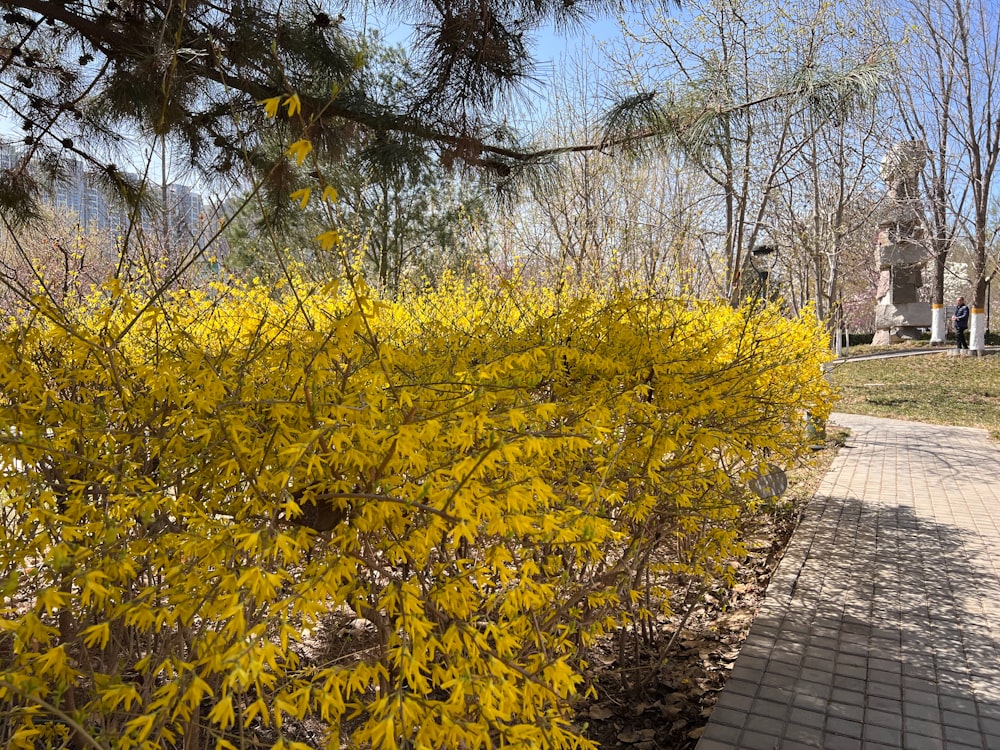 a bush with yellow flowers in a park