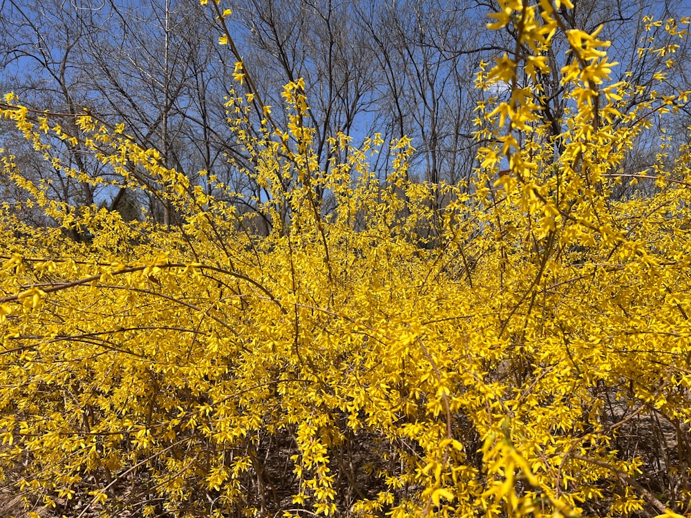 a field of yellow flowers with trees in the background