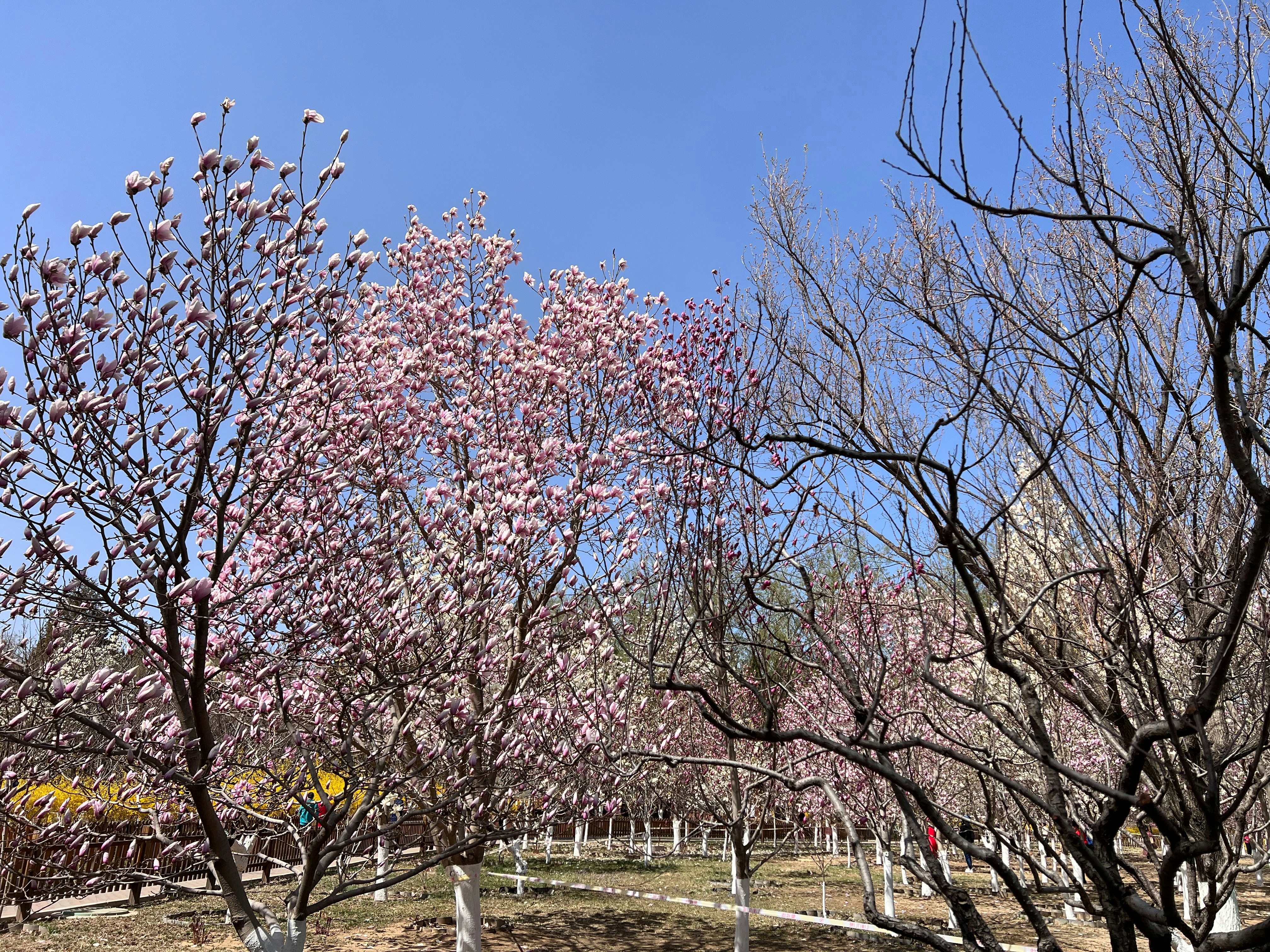 울산 선바위공원 벚꽃 관련 이미지1