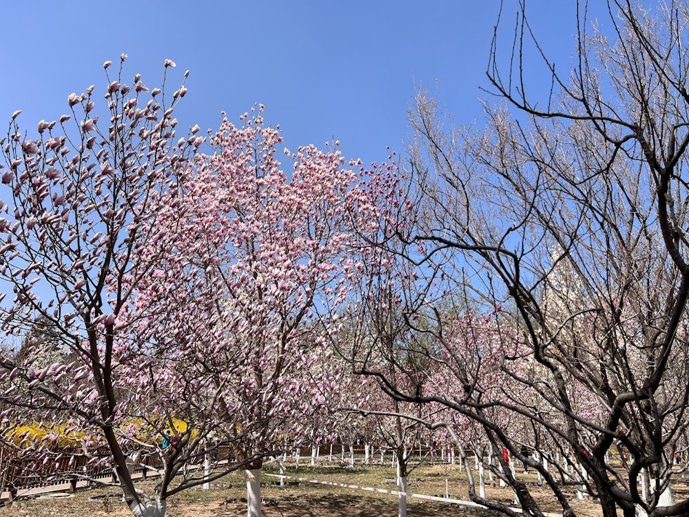 a park with a lot of trees with pink flowers
