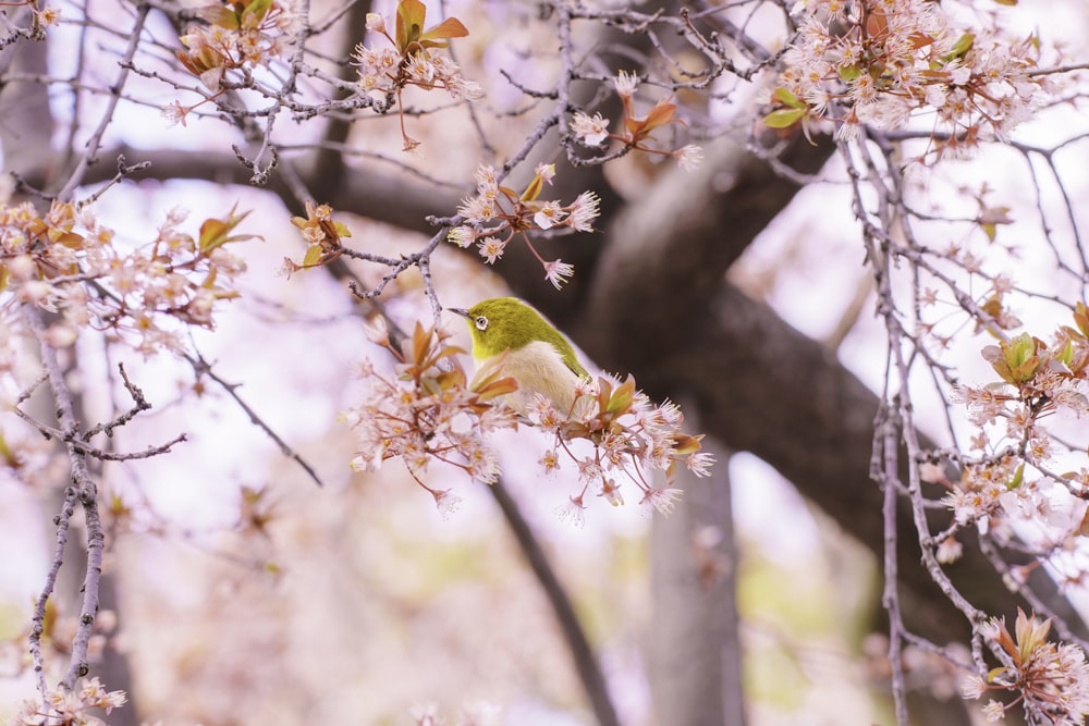 um pequeno pássaro empoleirado em um galho de uma árvore