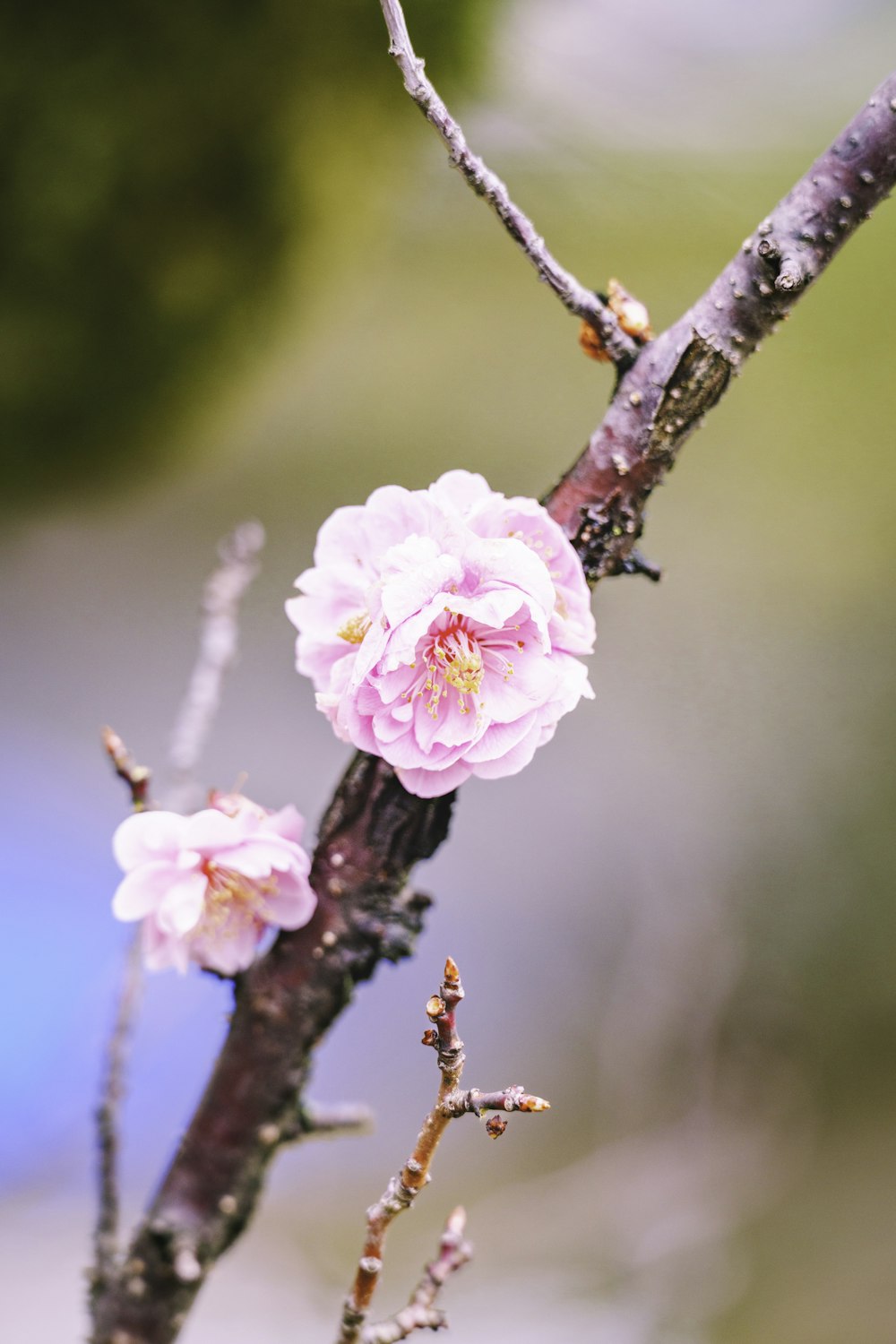 a branch of a tree with pink flowers