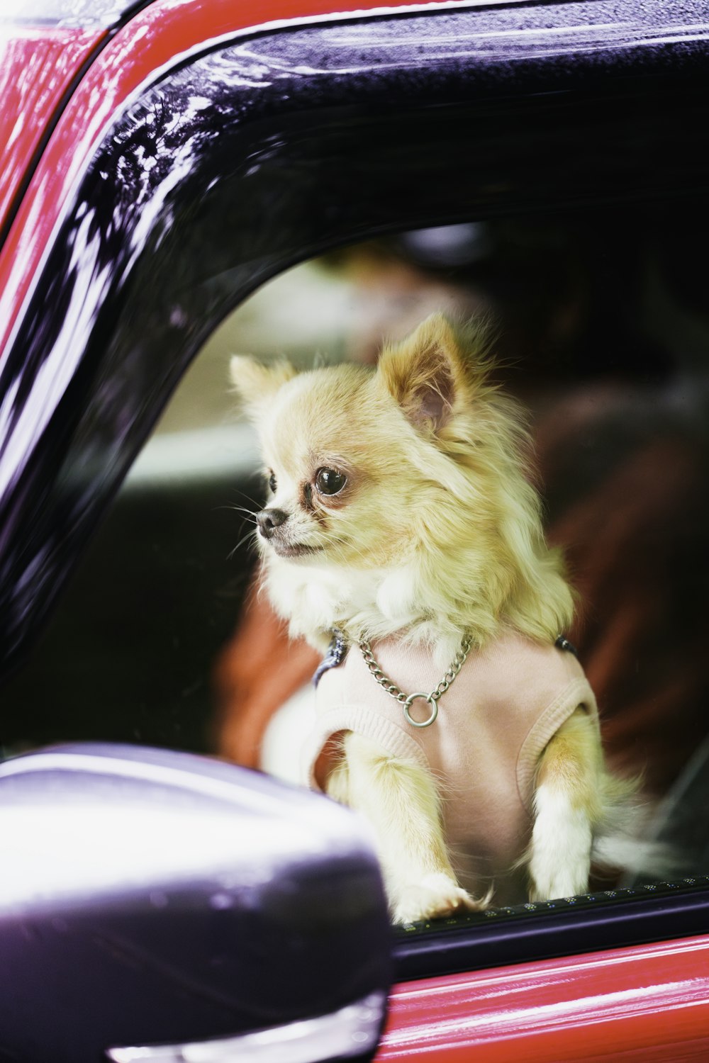 a small dog is sitting in the passenger seat of a car