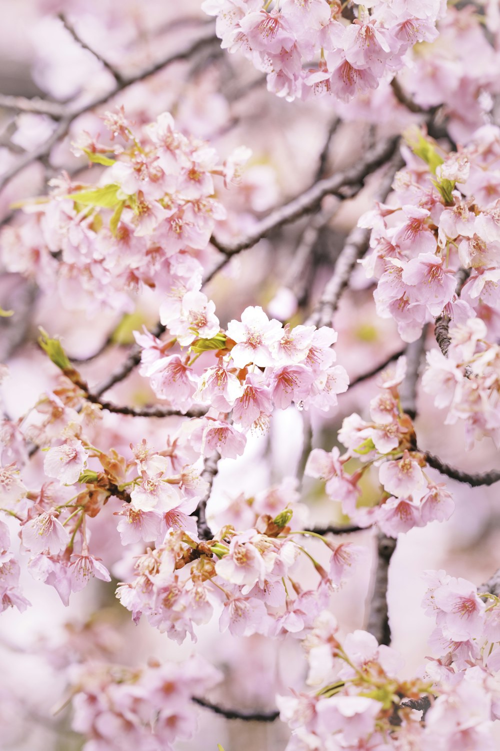 a tree with lots of pink flowers on it