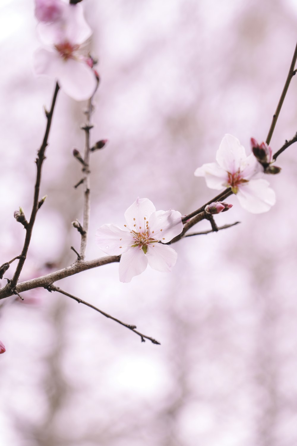 a close up of a flower on a tree branch