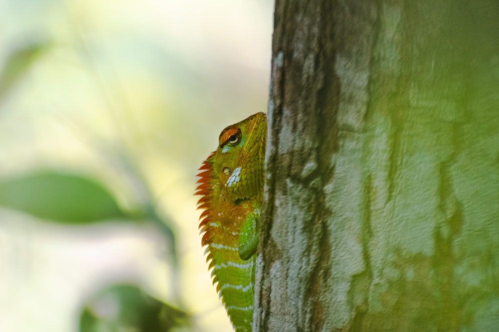 a green and orange lizard climbing up the side of a tree