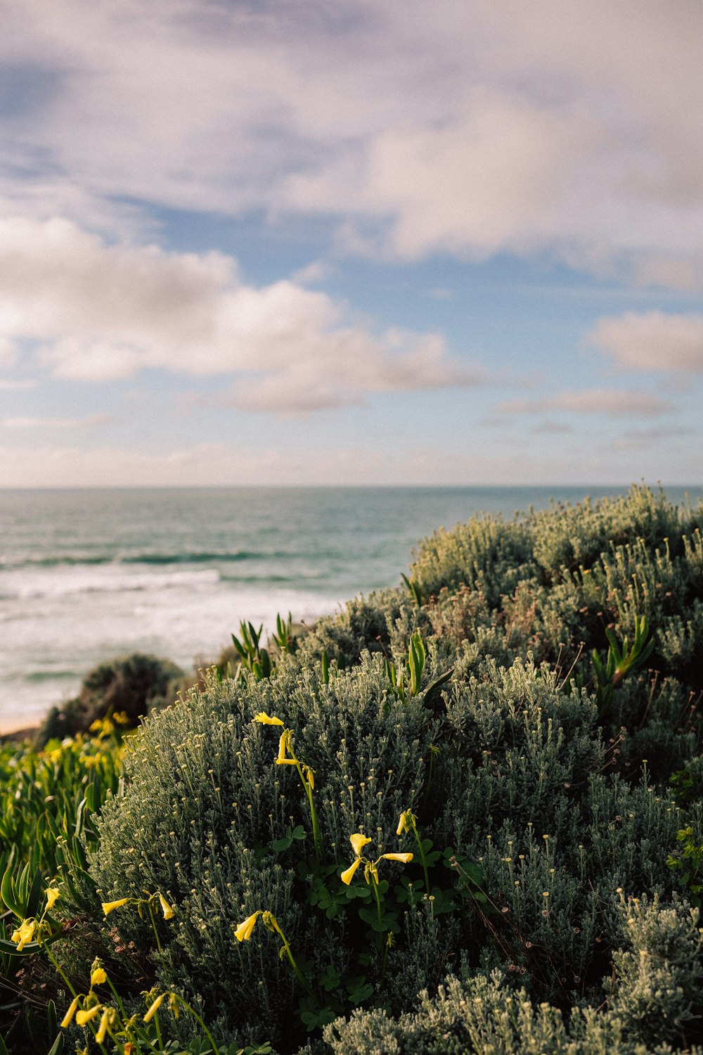 a bunch of flowers that are by the water