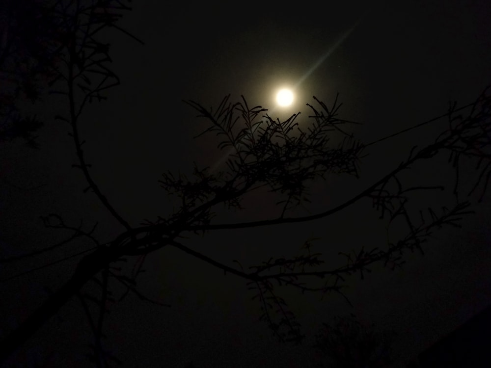 a full moon seen through the branches of a tree