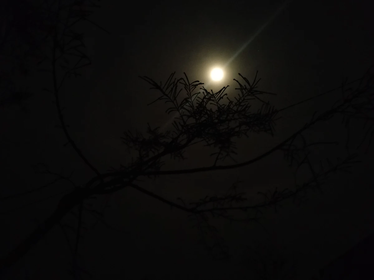 Pleine lune vue à travers les branches d'un arbre dans un ciel de nuit dégagé