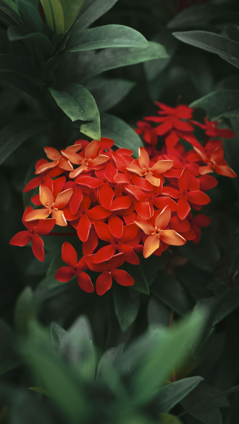 덤불에 있는 빨간 꽃 한 다발