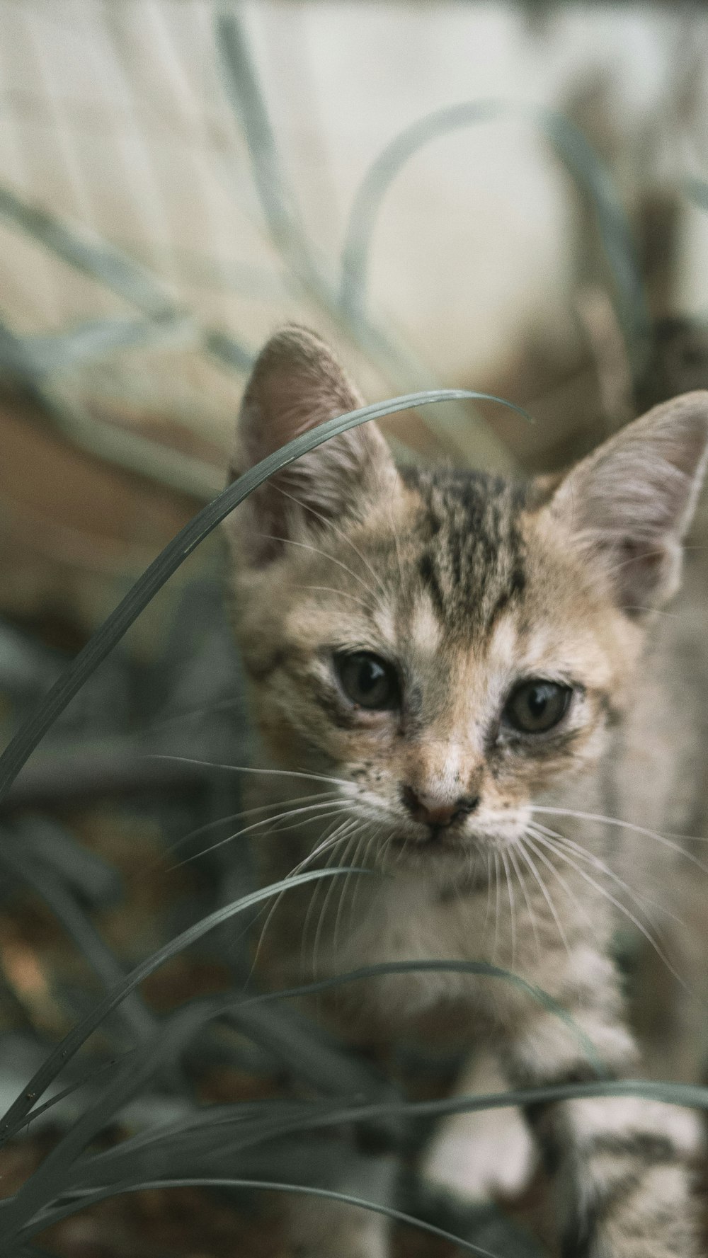 a small kitten walking through a grass covered field