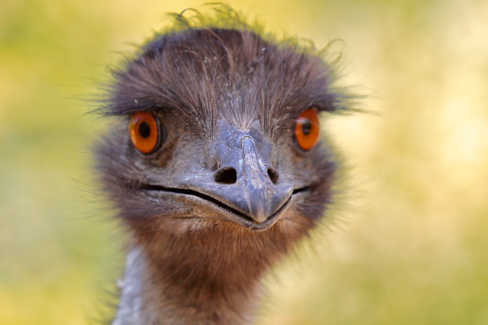 a close up of an ostrich's face with a blurry background