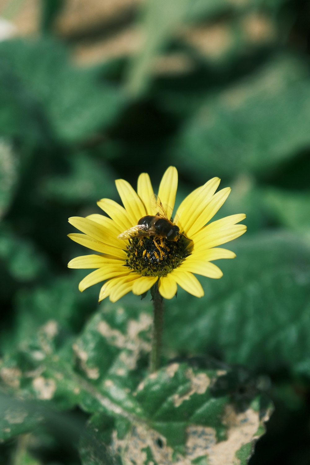 a yellow flower with a bee on it