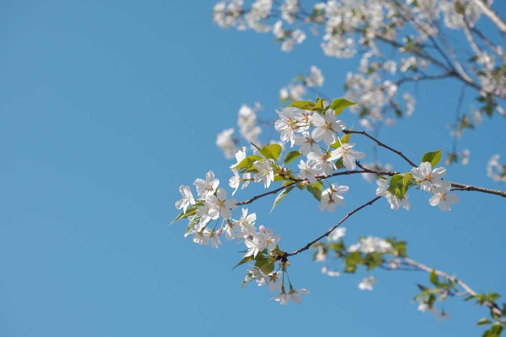 a tree branch with white flowers against a blue sky