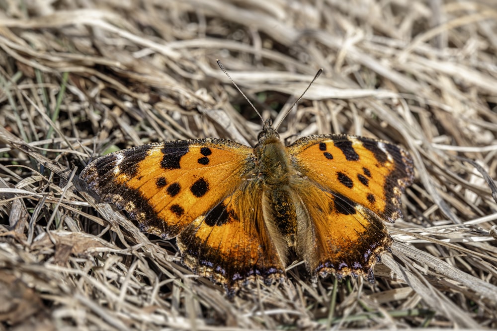 a small orange butterfly sitting on the ground
