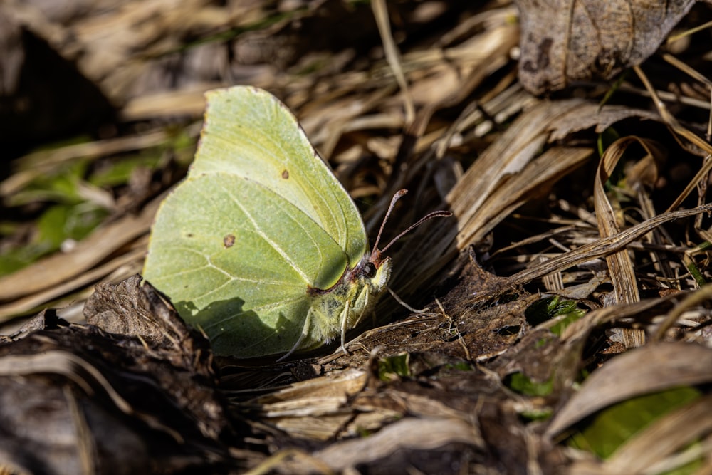 a green butterfly sitting on top of a leaf covered ground