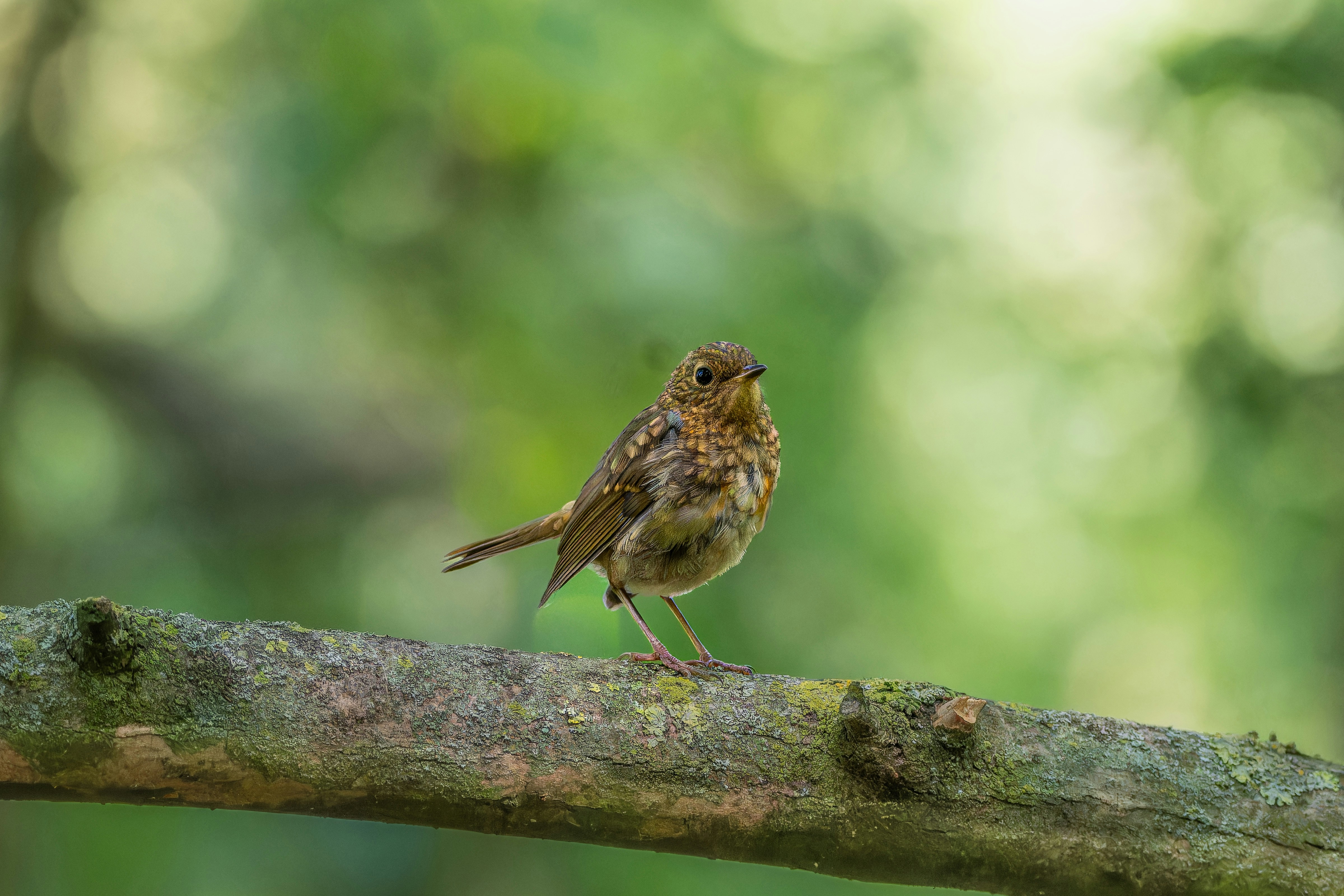 A. Vogel Allergy Relief 120 Tabs comparison