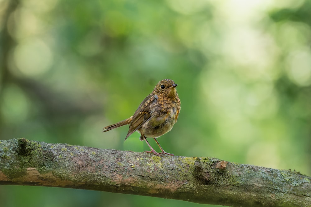 a small bird perched on a tree branch