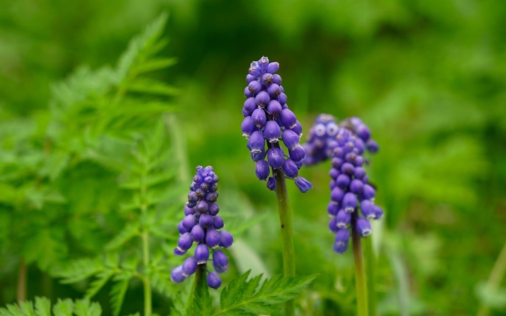 a group of purple flowers with green leaves in the background