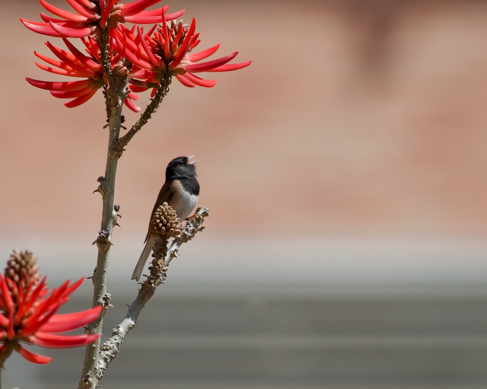 a small bird perched on a branch with red flowers