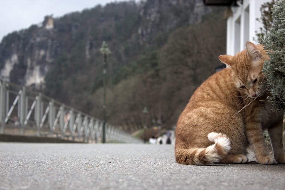 a cat sitting on the ground next to a bush