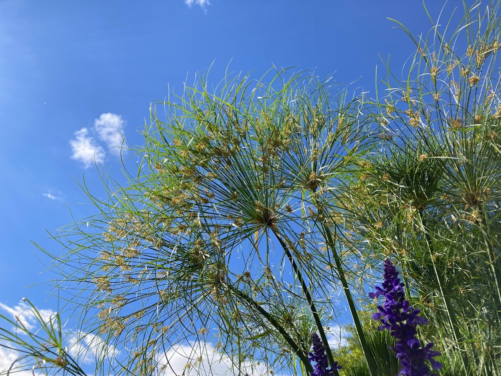 a blue sky and some purple flowers on a sunny day