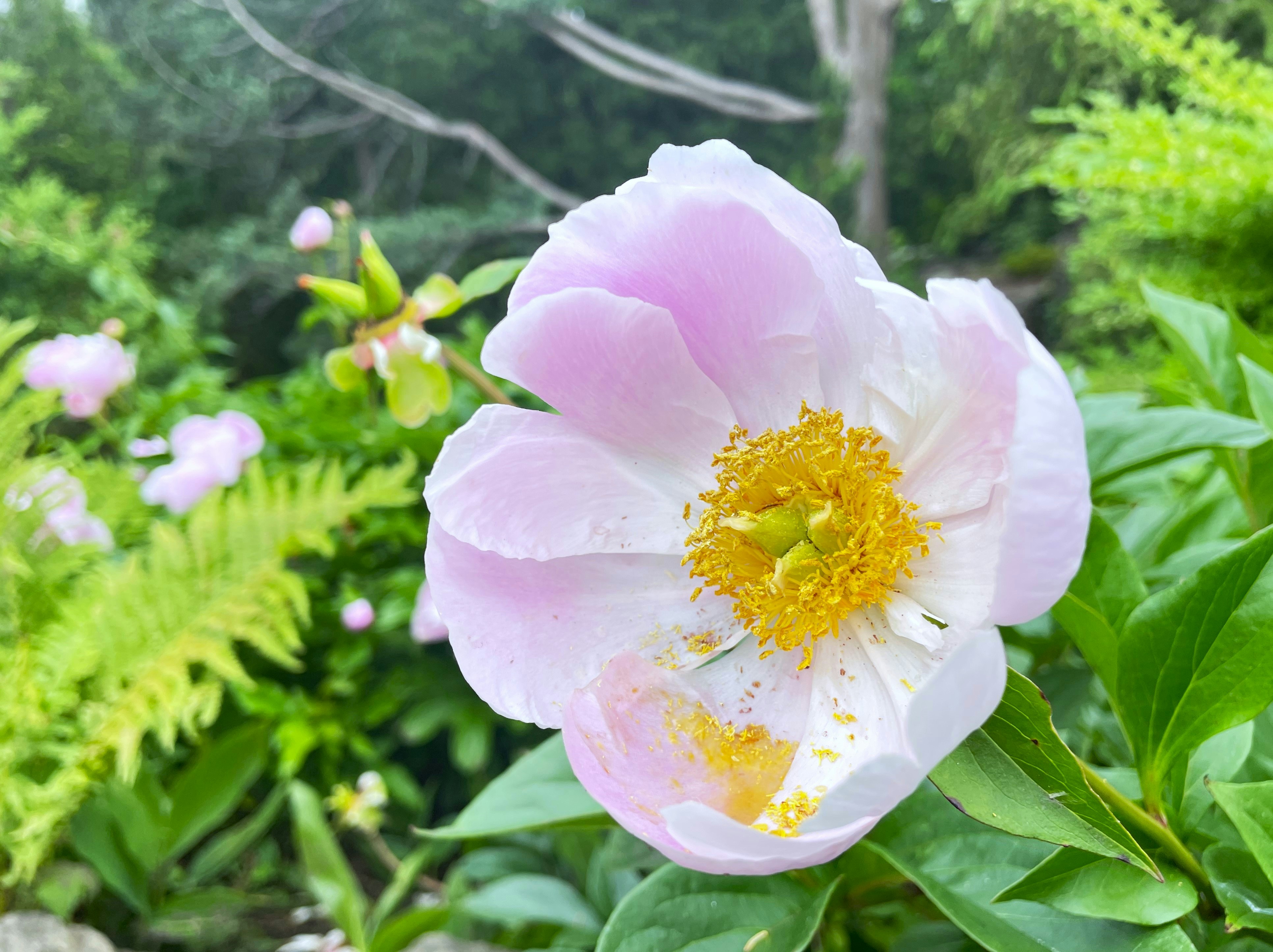 a pink and white flower in a garden