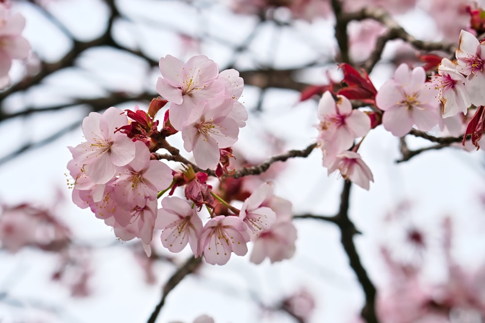 a close up of a tree with pink flowers