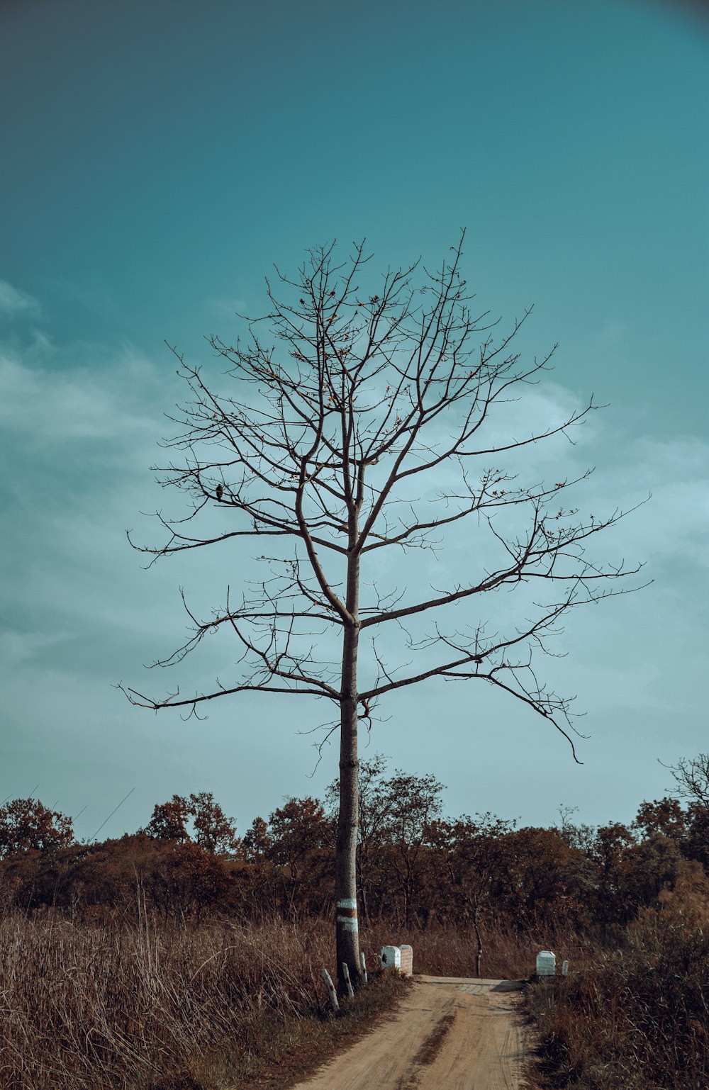 a dirt road with a dead tree on the side of it